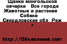 Щенки монгольской овчарки - Все города Животные и растения » Собаки   . Свердловская обл.,Реж г.